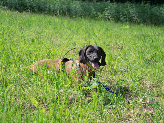 Bayerischer Gebirgsschweisshund