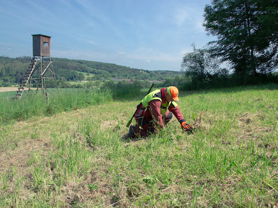 Schweißhundführer bei der Anschusskontrolle